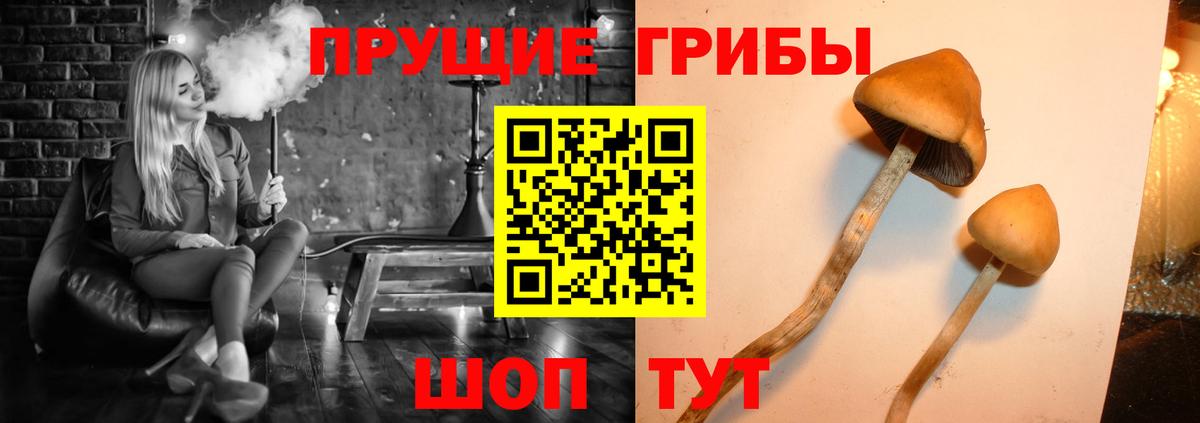 Галлюциногенные грибы GOLDEN TEACHER  Вход с VPN  Кумертау  Псилоцибиновые грибы GOLDEN TEACHER 